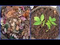 Kitchen Waste Compost! EASY METHOD!!!👌 100% SUCCESS செஞ்சு பாருங்க!!!!💕