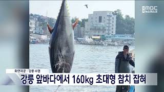 [단신] 강릉 앞바다에서 160kg 초대형 참치 잡혀 20230616