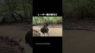 絶対音感すぎる鳥コトドリの秘密🤫暴露します🔥