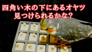 フォージングに挑戦したオカメインコの反応 ２パターン♪