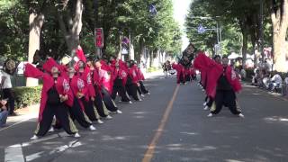 朝霞翔舞＠2014　彩夏祭