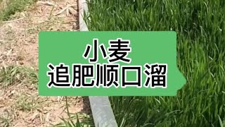 小麦年后追肥顺口溜，口诀#农业种植 #三农 #抖音助农