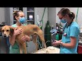 Checking for Hypertension in Senior Dogs: A Vet Demonstrates Taking Blood Pressure