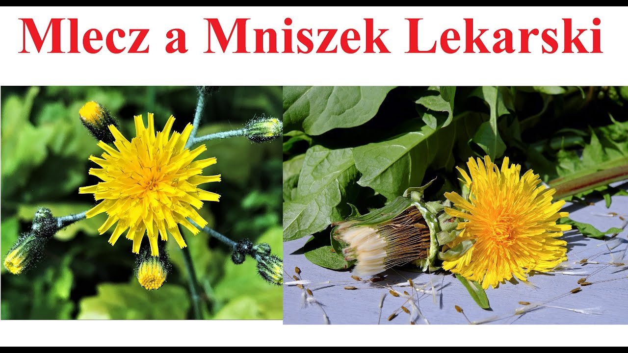 Mlecz A Mniszek Lekarski - Czym Się Różnią - YouTube