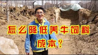 牛饲料“青储”应该怎么存放？听听专业人怎么说，能大量节约成本