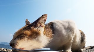 猫島の何もない一本道で一人でいた人見知りのかわいい猫がかすれ声で鳴きながら控えめな客引きをする カルカン(kalkan)とちゅ～るを給餌したらガツガツとうまそうに食べた 野良猫 感動猫動画 ASMR