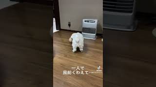 #shorts  一人遊びが上手すぎる犬w【マルチーズ】