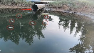 海边养殖场排出大量死鱼，海货全都过来觅食，阿文守株待兔抓爽了