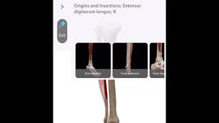 「解剖学」長母趾伸筋の起始と停止　Starting and stopping the extensor digitorum longus muscle #Short