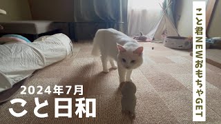 猫。こと君はNEWおもちゃをGETした！2024年7月