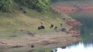 Bisons of Kochu Pamba  - Gavi