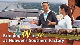 Bringing PV to life at Huawei’s Southern Factory