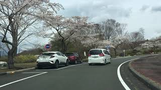 富士桜自然墓地公園の桜2019.4.15