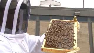 PRISON BEES: Hagerstown Prison Takes A New Approach to Inmate Rehabilitation