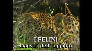 I felini: maestri dell’agguato