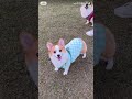 cute puppy corgi dog was so cute animal