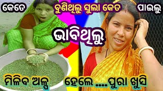 ସୁଲା ଚାଷ କେତେ କରିଥିଲୁ ଆଉ କେତେ ପାଇଲୁ // ଏଥର ହେଲା ସୁଲା ଅମଳ // ମା ପଙ୍ଖା ରେ ଉଡାଇଲେ ସୁଲା