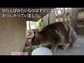 ちょっとずつ食べるタイプです。地域猫・のら猫アメショちゃんのお食事処