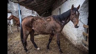 ★Скаковая лошадь за 19 миллионов чахла от голода на заброшенной ферме. Волонтёры смогли её спасти!