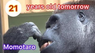 Tomorrow Birthday! Momotaro is beloved by his gorilla family🌸明日、モモタロウの誕生日❗️モモタロウはゴリラ家族に愛されている　京都市動物園