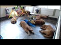 Golden Retriever Puppy Cam Live Stream