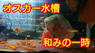 【オスカー 熱帯魚】やっぱりここが和む【アクアリウム】