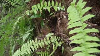 Kebun sawitku yang sabar ya, cuaca panas