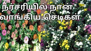 நர்சரியில் நான் வாங்கிய செடிகள்|| what I shopped in Nursery garden