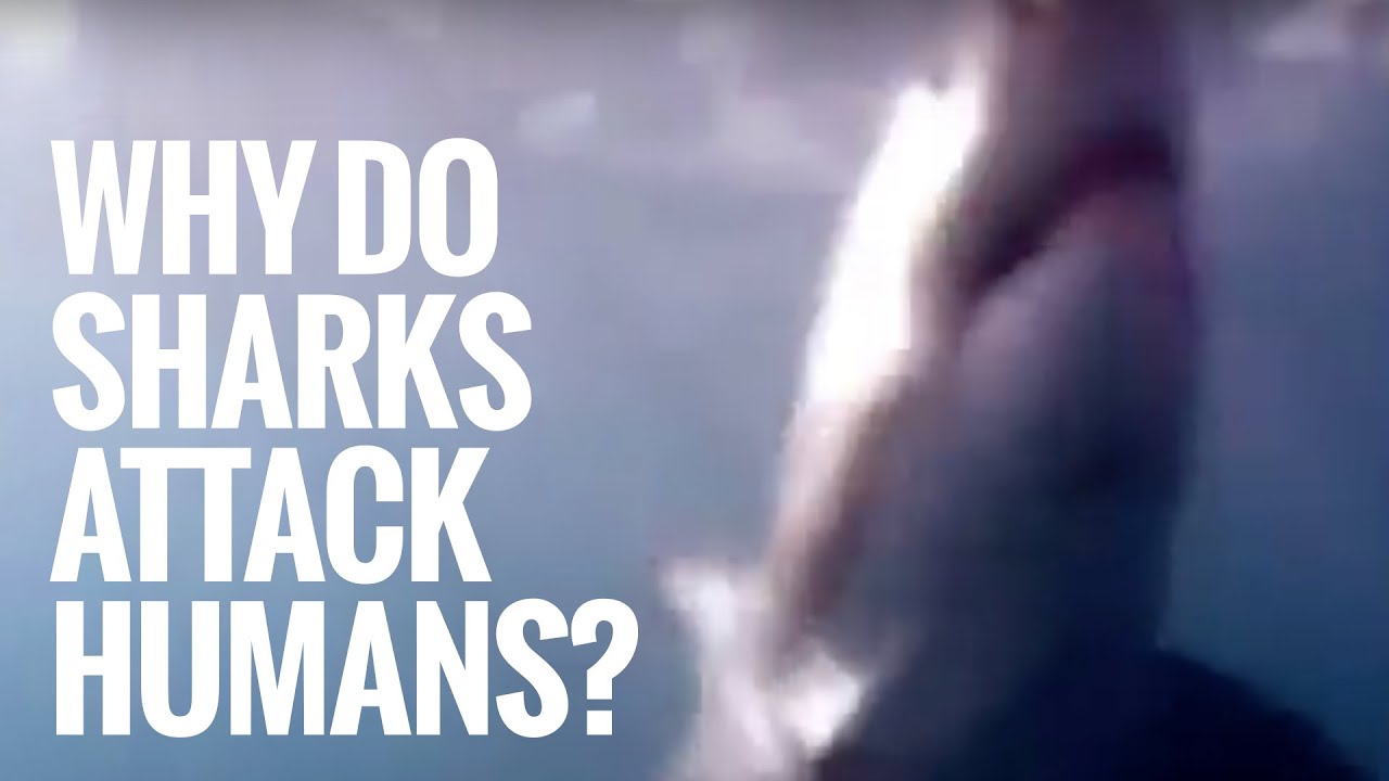 Shark Documentary: Why Do Sharks Attack Humans? - YouTube