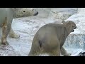 【シロクマの1分動画＃388】ママと遊びたいのね💗喧嘩を仕掛けるホウちゃん【天王寺動物園】