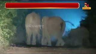 Wild elephants create ruckus in Tangi, Khordha |   NandighoshaTV