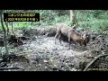 雪の中、泥浴びをするニホンイノシシ sus scrofa