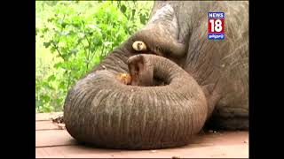 அழியும் பேருயிர் - யானைகள். Documentary on World elephant day