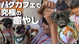 【VLOG】パグカフェに突撃!!!かわいすぎ!!!【🐶☕】