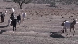 Crisis hídrica: piden condonar deudas de agricultores del Limarí