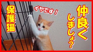 【保護猫と仲良くしましょ～？】動物園の駐車場で保護されたズーちゃんに警戒されました…