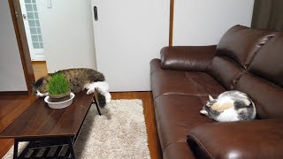 キャットグラスを食べてそのまま眠るネコ吉＆ボス吉