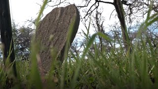 The story of Bull Hill | A Falls County slave cemetery, and burial site of lost Texas Ranger
