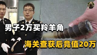 男子花2万买羚羊角回国，被海关当场按住：你不知道一根角20万？