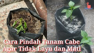 Cara Pindah Tanam Cabe dan Waktunya yang Tepat Agar Tidak Layu dan Mati