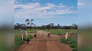 Sheep Leaps Over Cattle Grid at Queensland Property