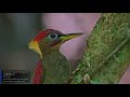 fujifilm x t4 slow motion ..crimson winged woodpecker 红翅绿啄木鸟 紅翅綠啄木鳥 picus puniceus