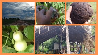 Castanha do Brasil e cabaça - frutas | Como está a casinha da roça?