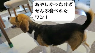 おくすり（のみだに）  【おてんばビーグルふくちゃん】 その131