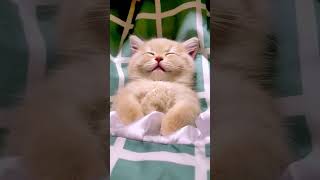 cutie cat #youtubeshorts #animals #cat #catlover #funny #funny #ytshorts #fun #satisfying