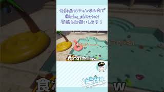 アヒル（玩具） VS フラミンゴ（浮輪）【PLACID PLASTIC DUCK SIMULATOR実況】【Vtuber/白鳥空々】#shorts