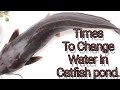 Due Time To Change Water In Catfish/How Long You Can Change Water In Catfish Pond.