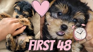 FIRST 48 HOURS W/ A NEW YORKIE PUPPY!! GOOD BAD \u0026 UGLY!!