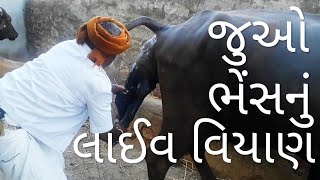 પશુના વિયાણ વખતે શુ કાળજી લેશો... #buffalo_delivery_live #dairy_farming_india