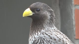 Western Grey Plantain-eater